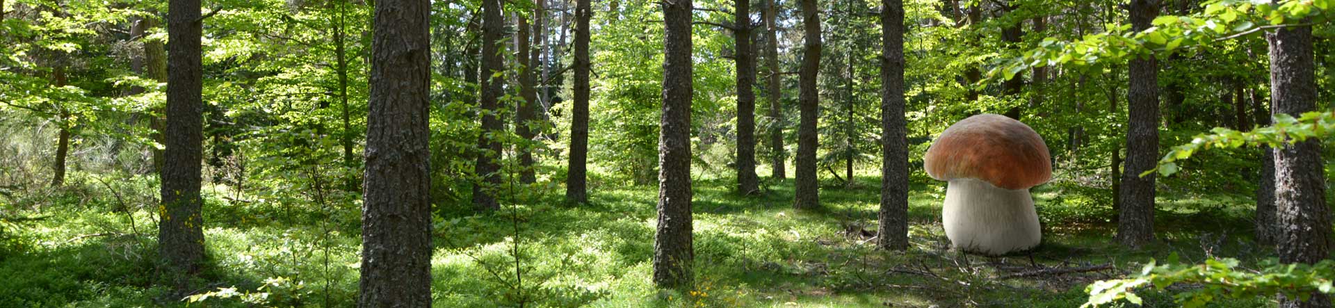 Champi Lozère en forêt.